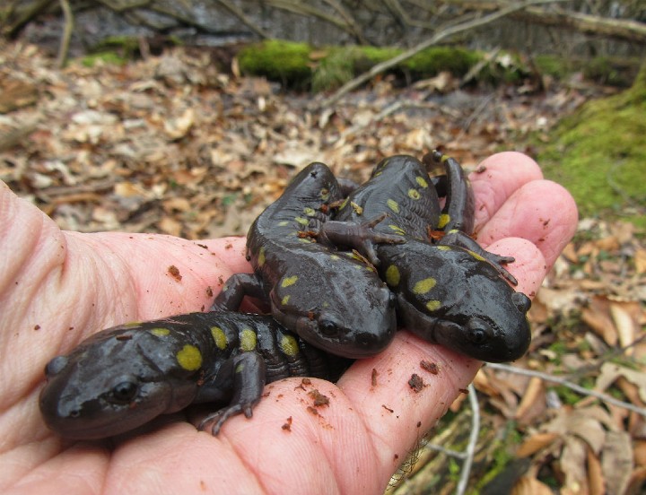 Spotted Salamander